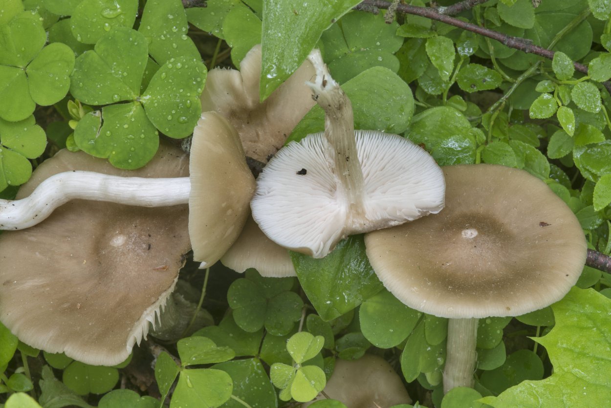 Энтолома терновниковая