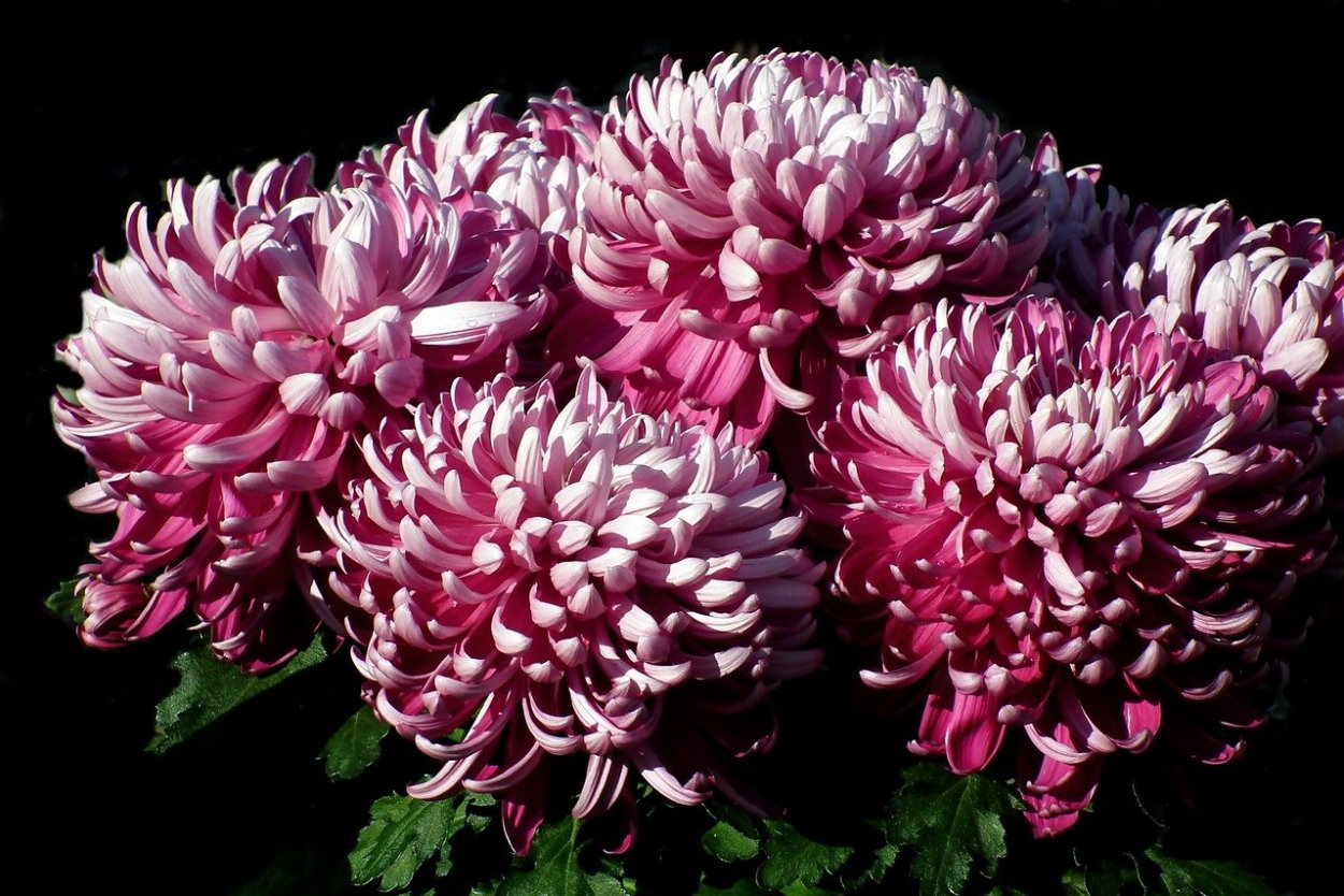 Хризантема розовый Фламинго