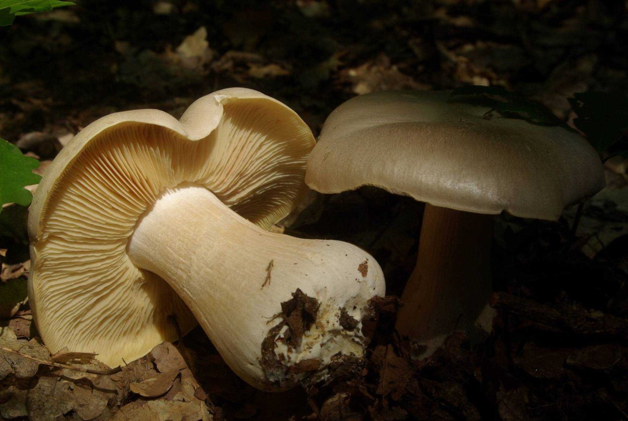 Энтолома ядовитая