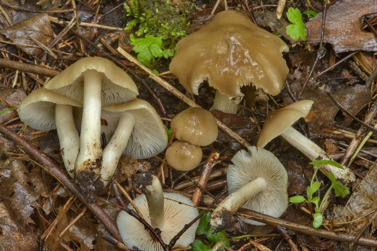 Энтолома терновниковая