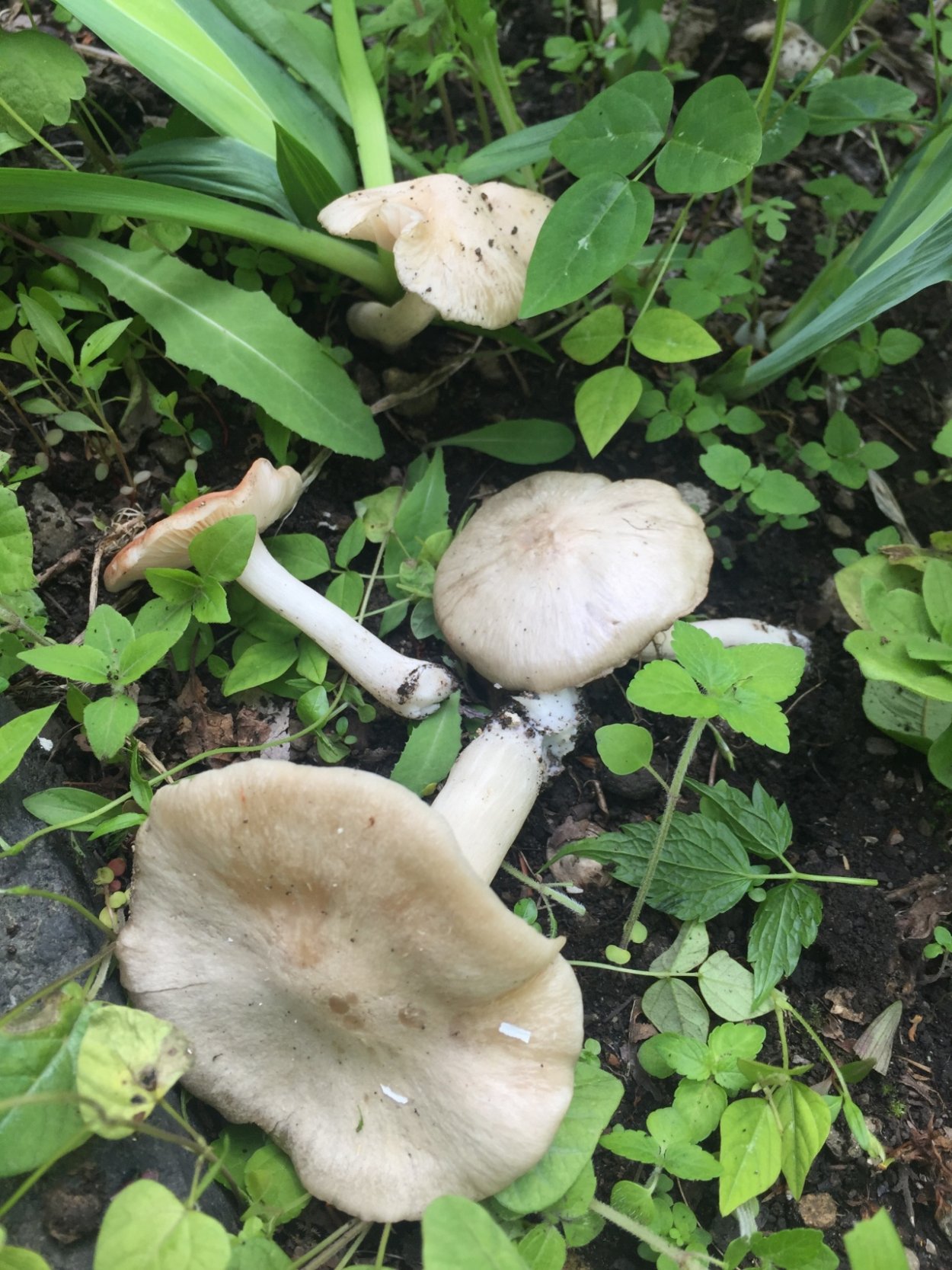 Энтолома Садовая гриб