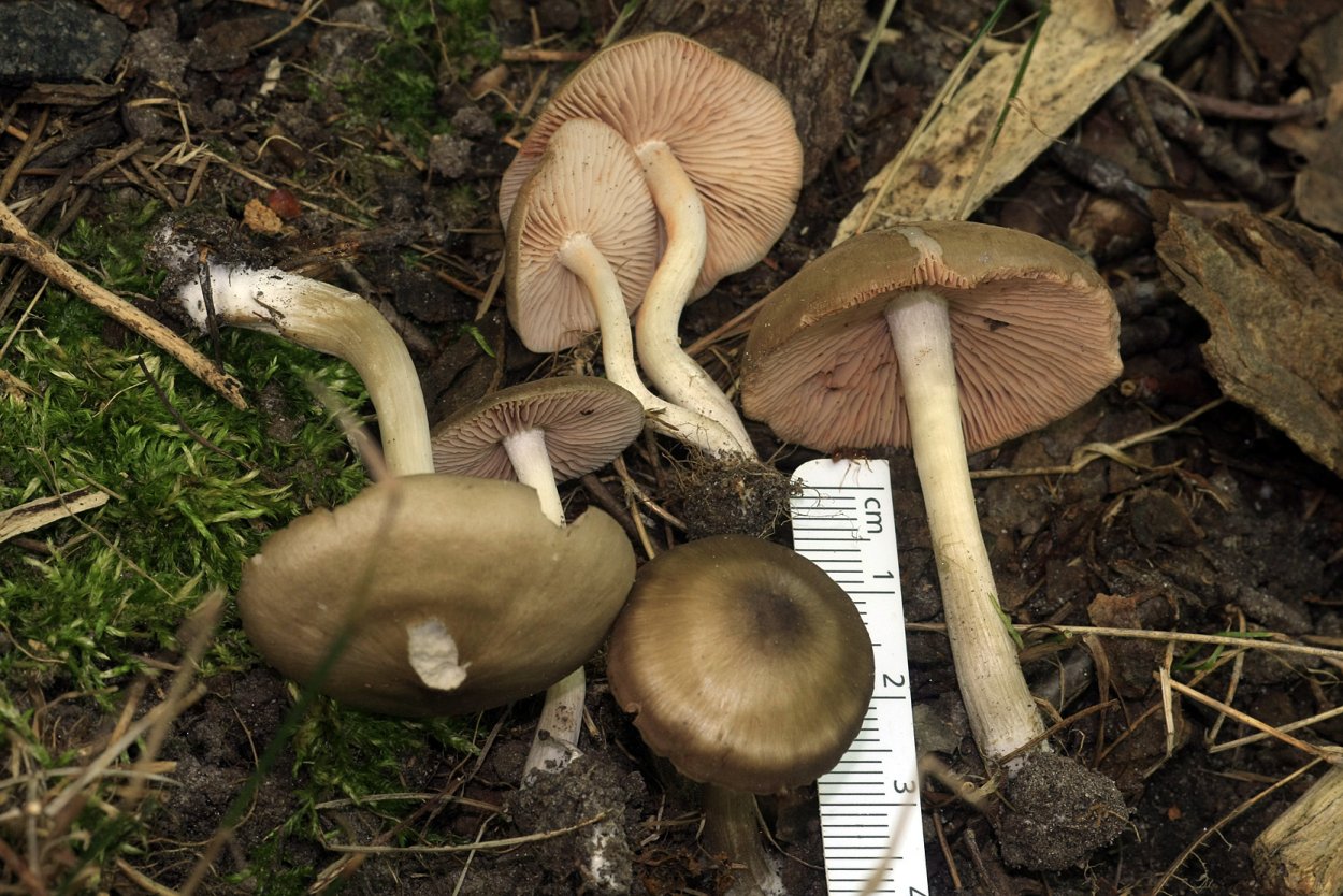 Энтолома Сливовая