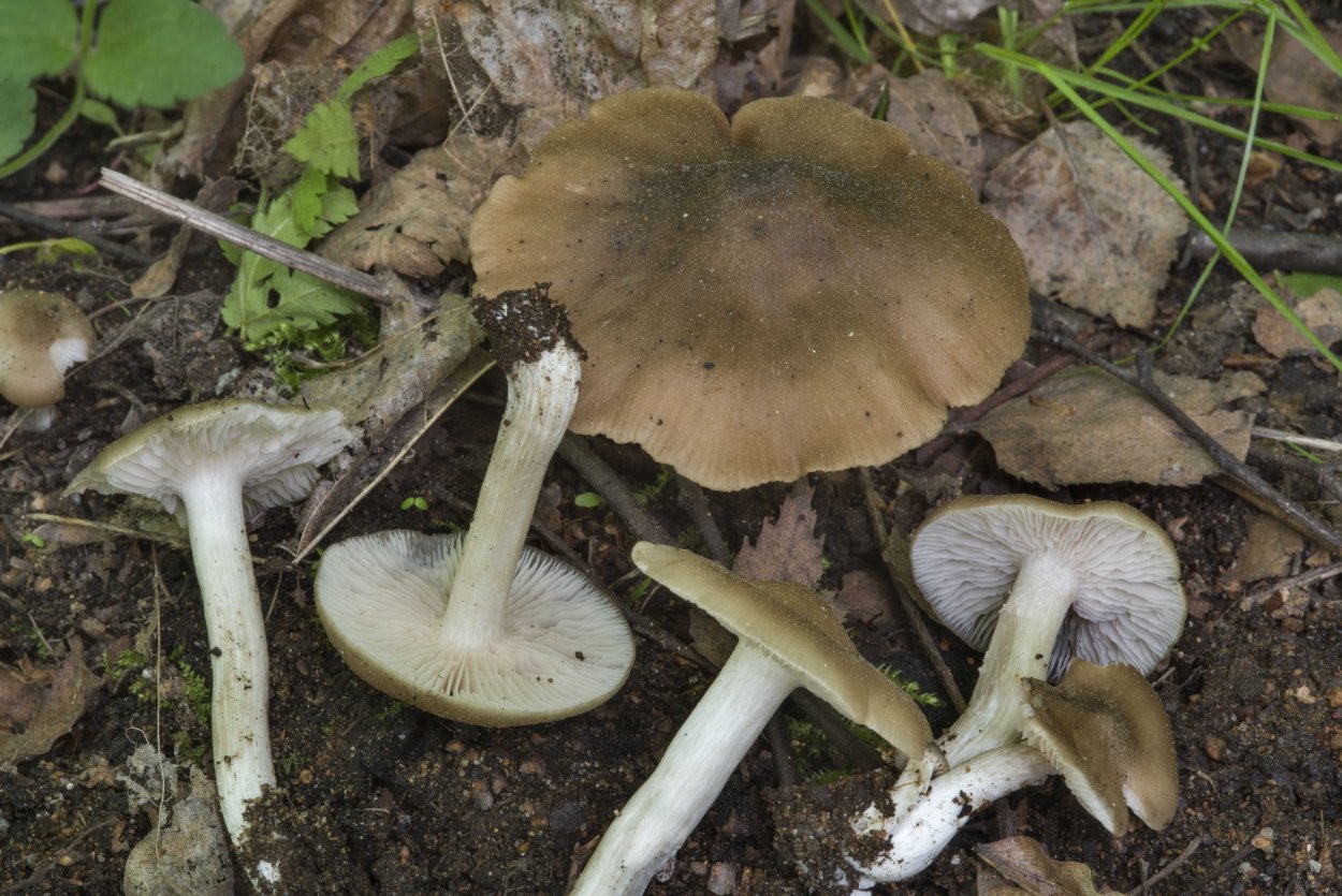 Энтолома терновниковая