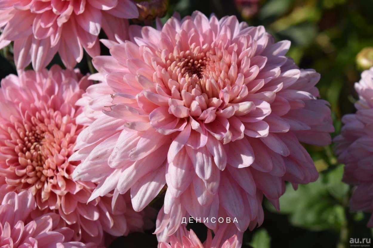 Хризантема Фламинго