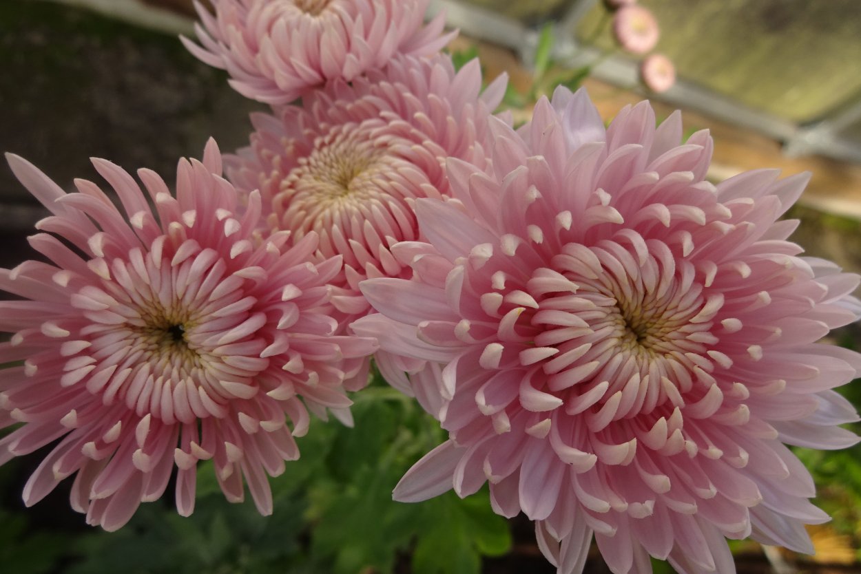 Хризантема корейская (Chrysanthemum koreanum