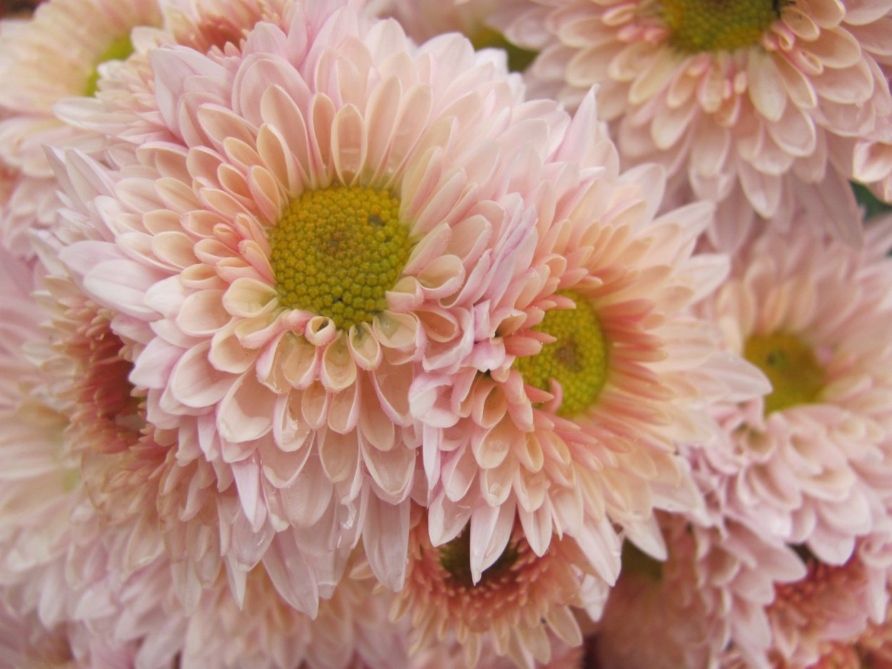 Хризантема корейская (Chrysanthemum x koreanum)
