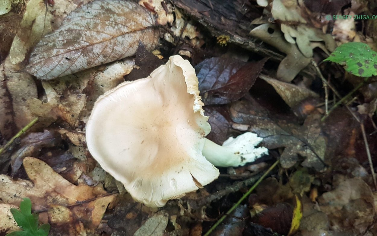 Энтолома эксцентрическая