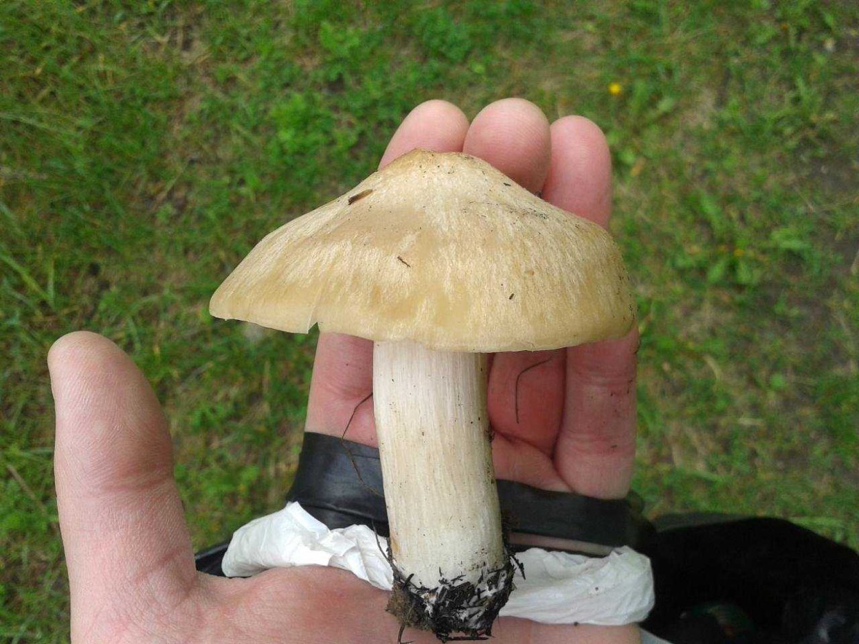 Гриб Энтолома Оловянная