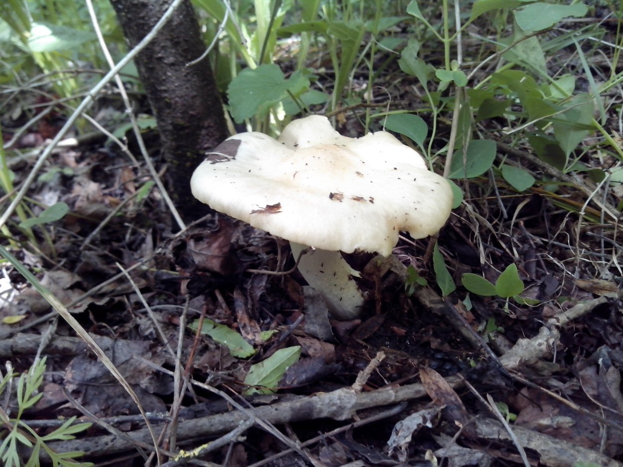 Грибы подсливник Ставропольского края