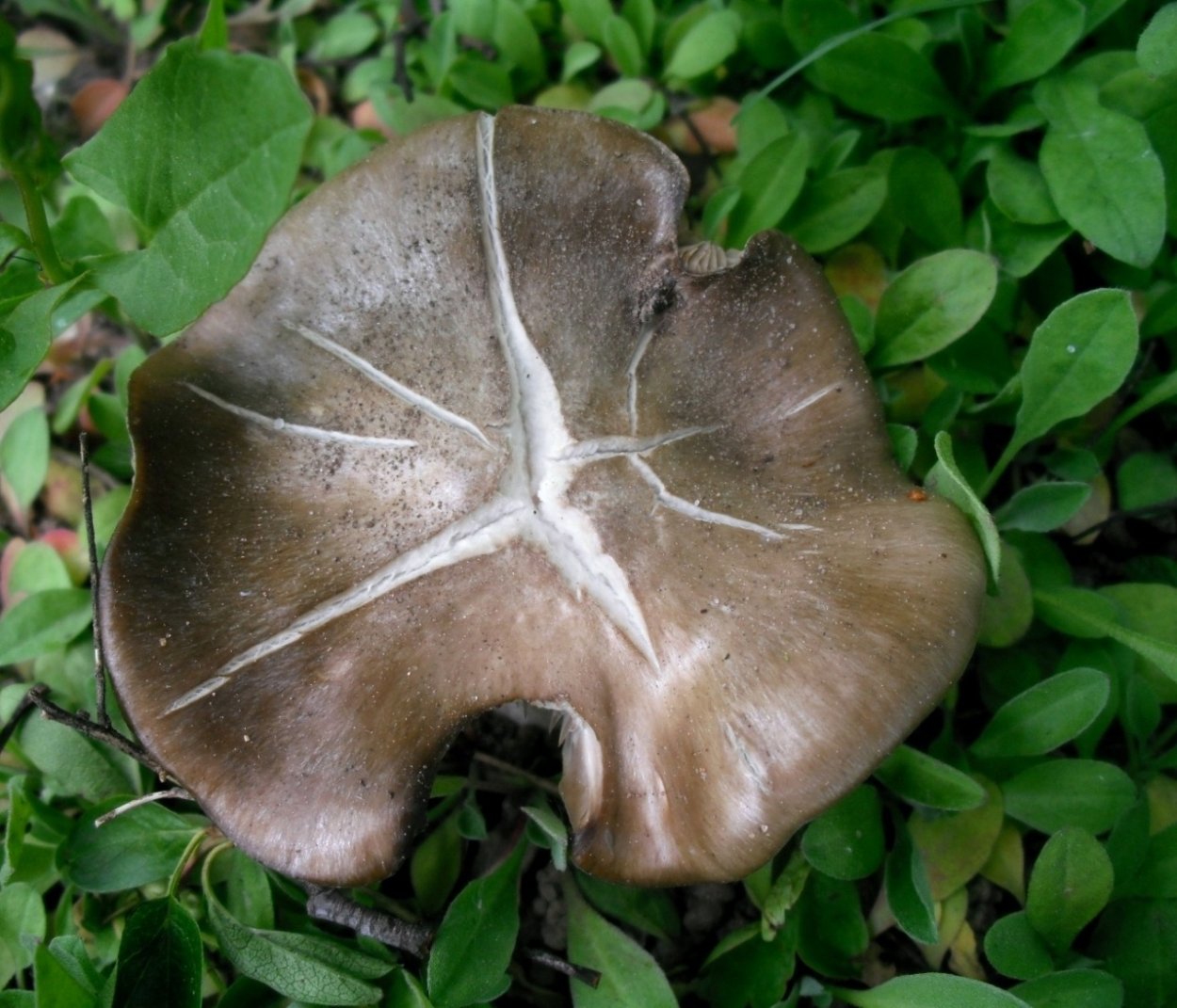 Энтолома Оловянная (Entoloma eulividum)