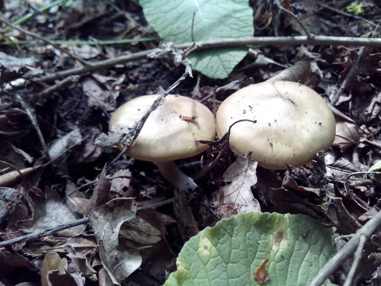 Гриб Волчий табак