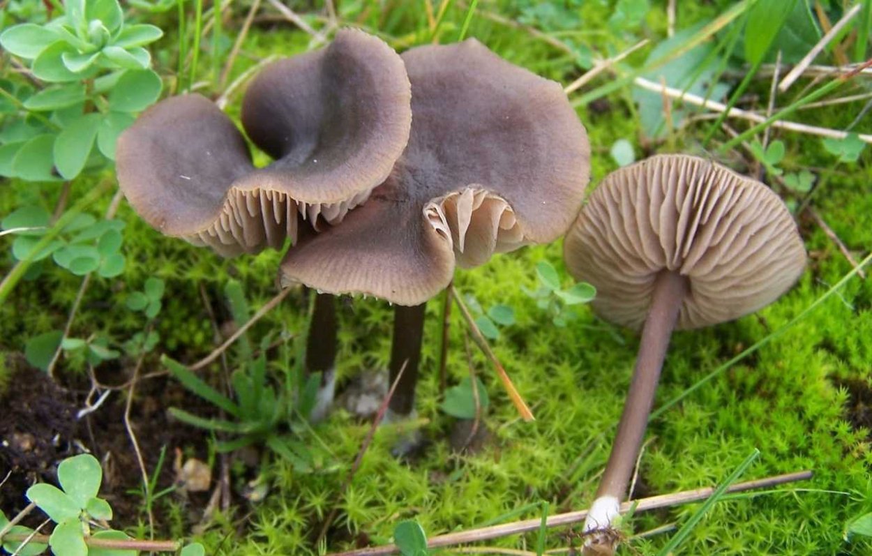 Гигрофилы грибы