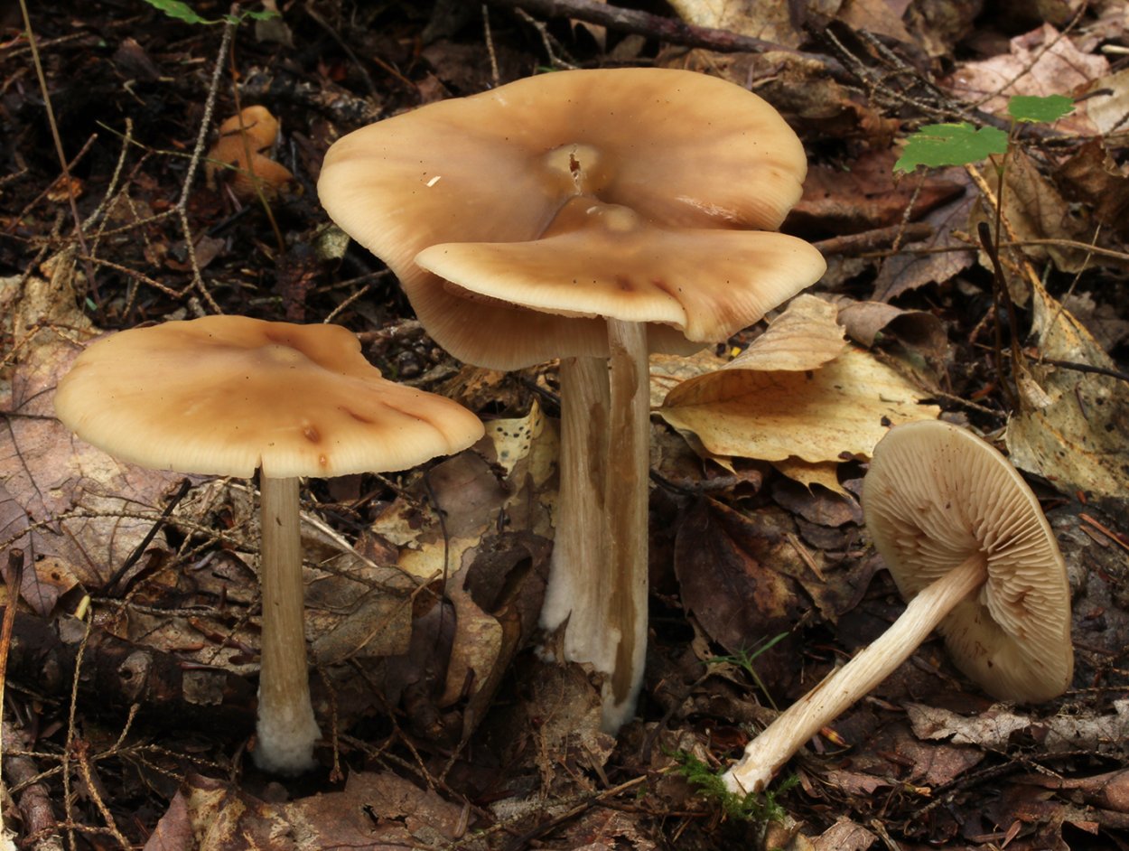 Энтолома Садовая съедобная