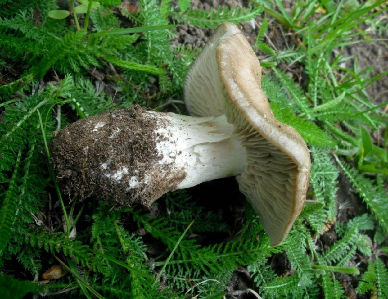 Энтолома терновниковая