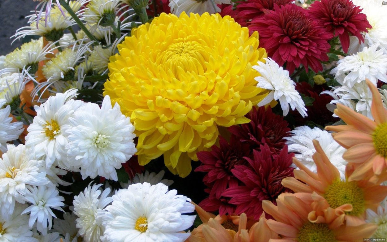 Хризантема Остин