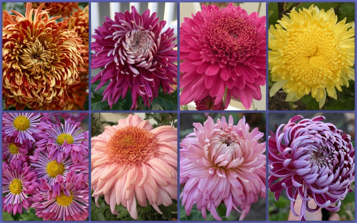 Хризантема Элизабет