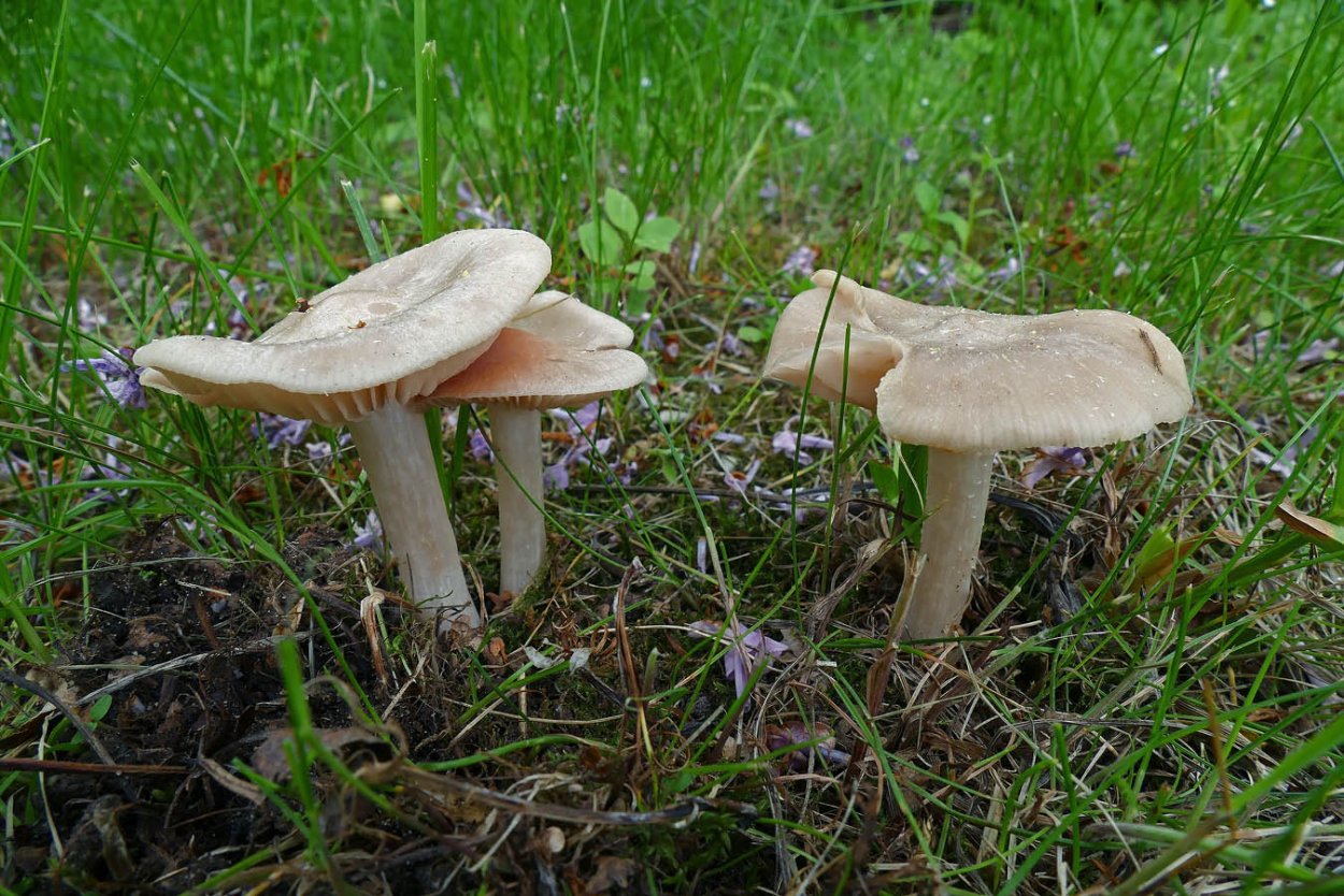 Энтолома Садовая гриб