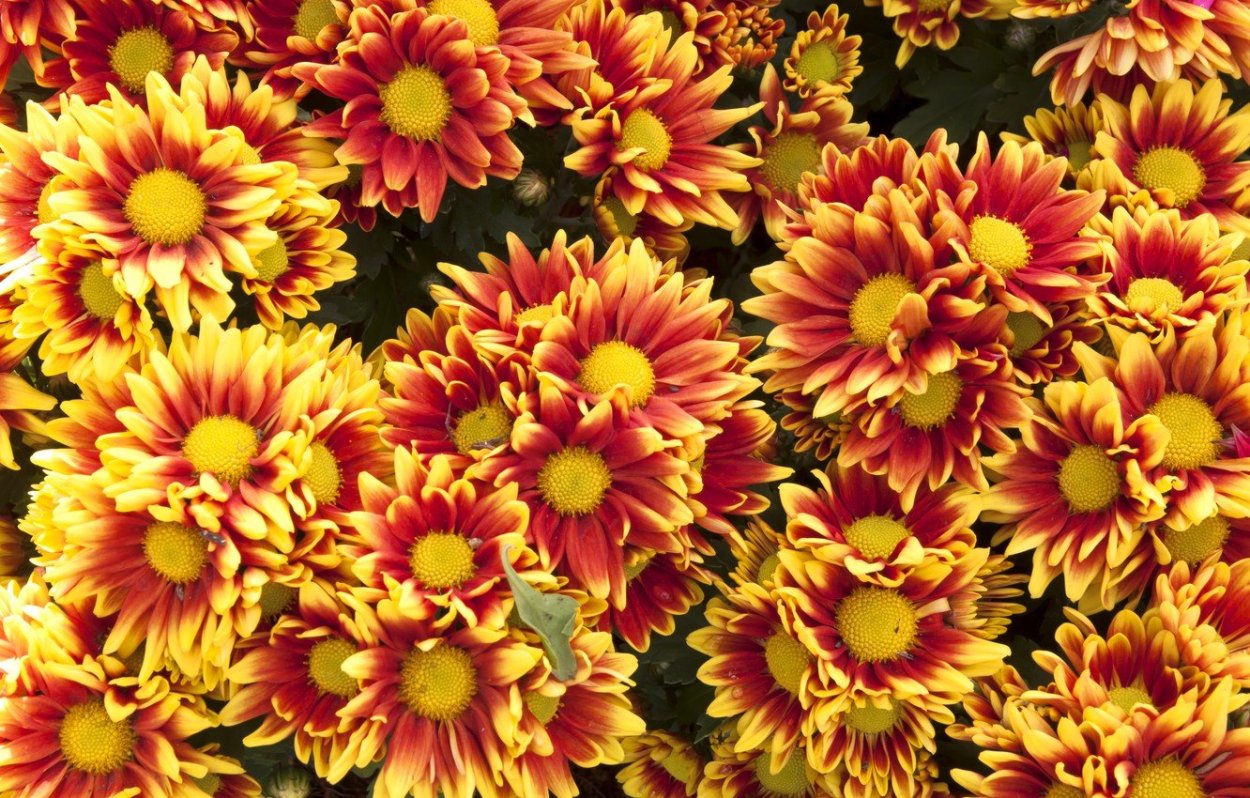 Хризантема кустовая Мона Лиза