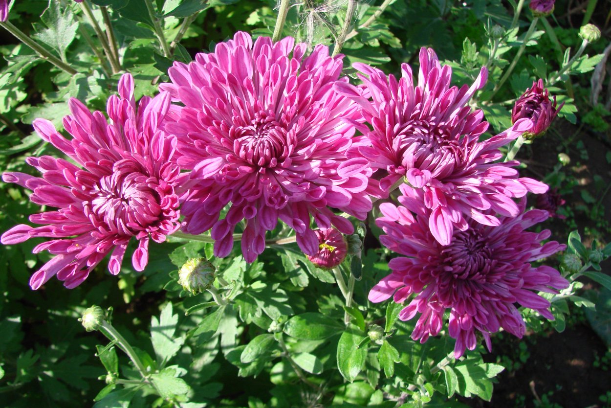 Хризантема корейская Ярославна