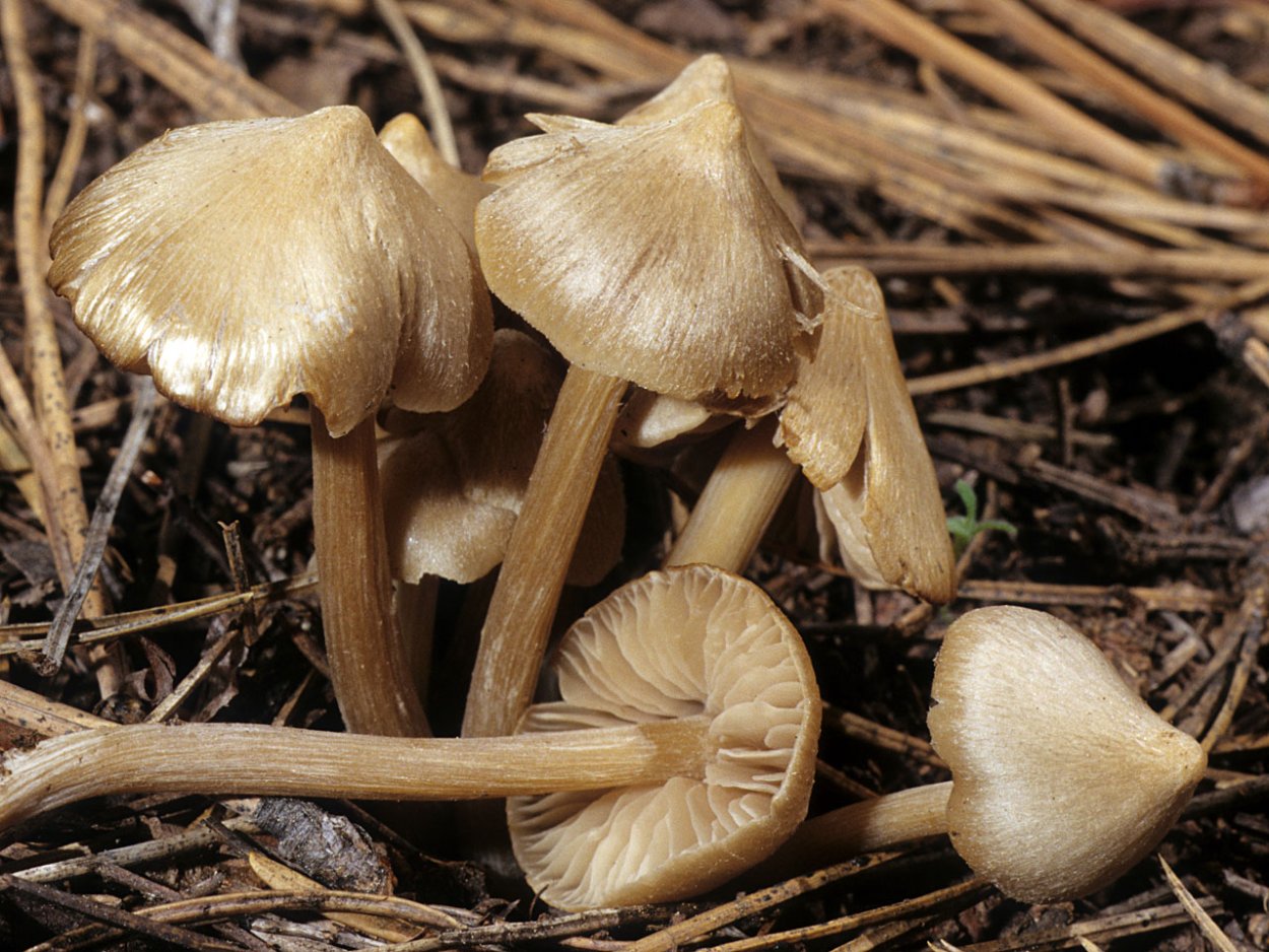 Энтолома Муррея