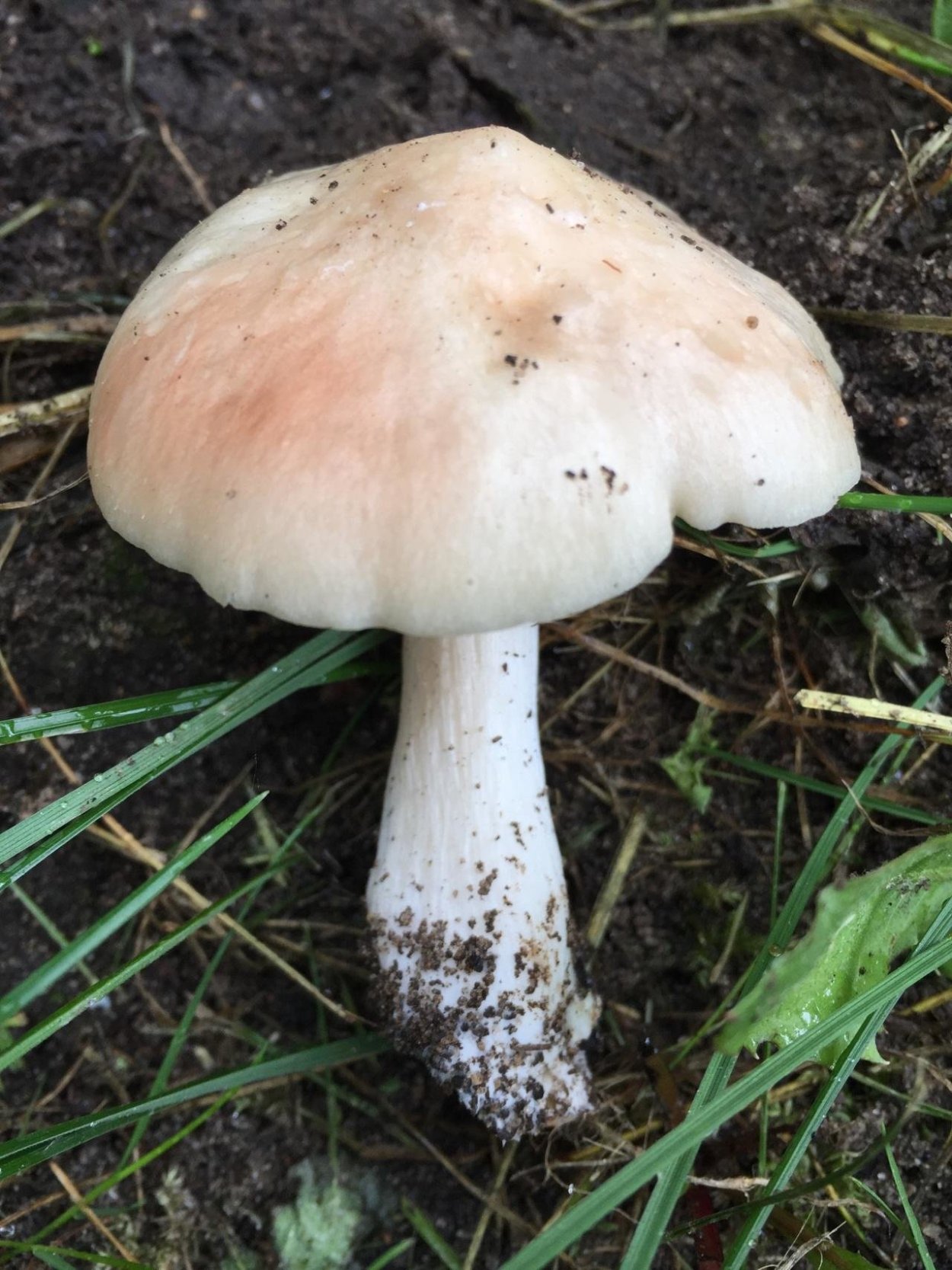 Энтолома подсливник