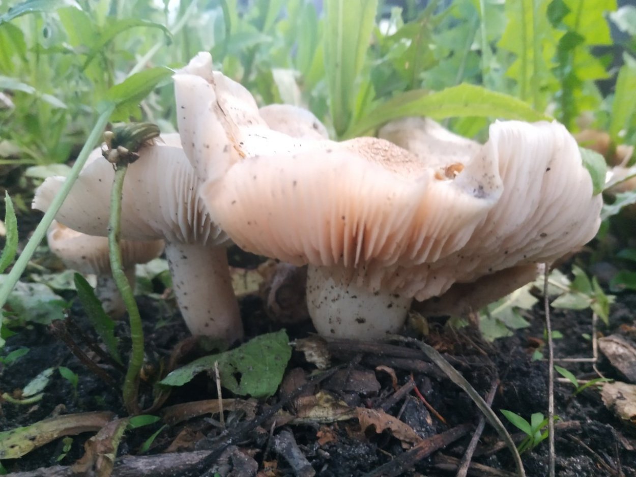 Подсливник (Энтолома Садовая) гриб