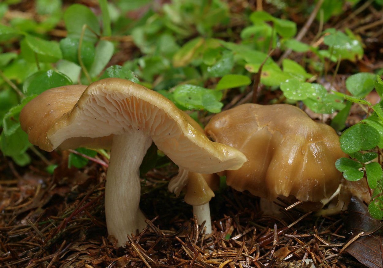 Энтолома Муррея