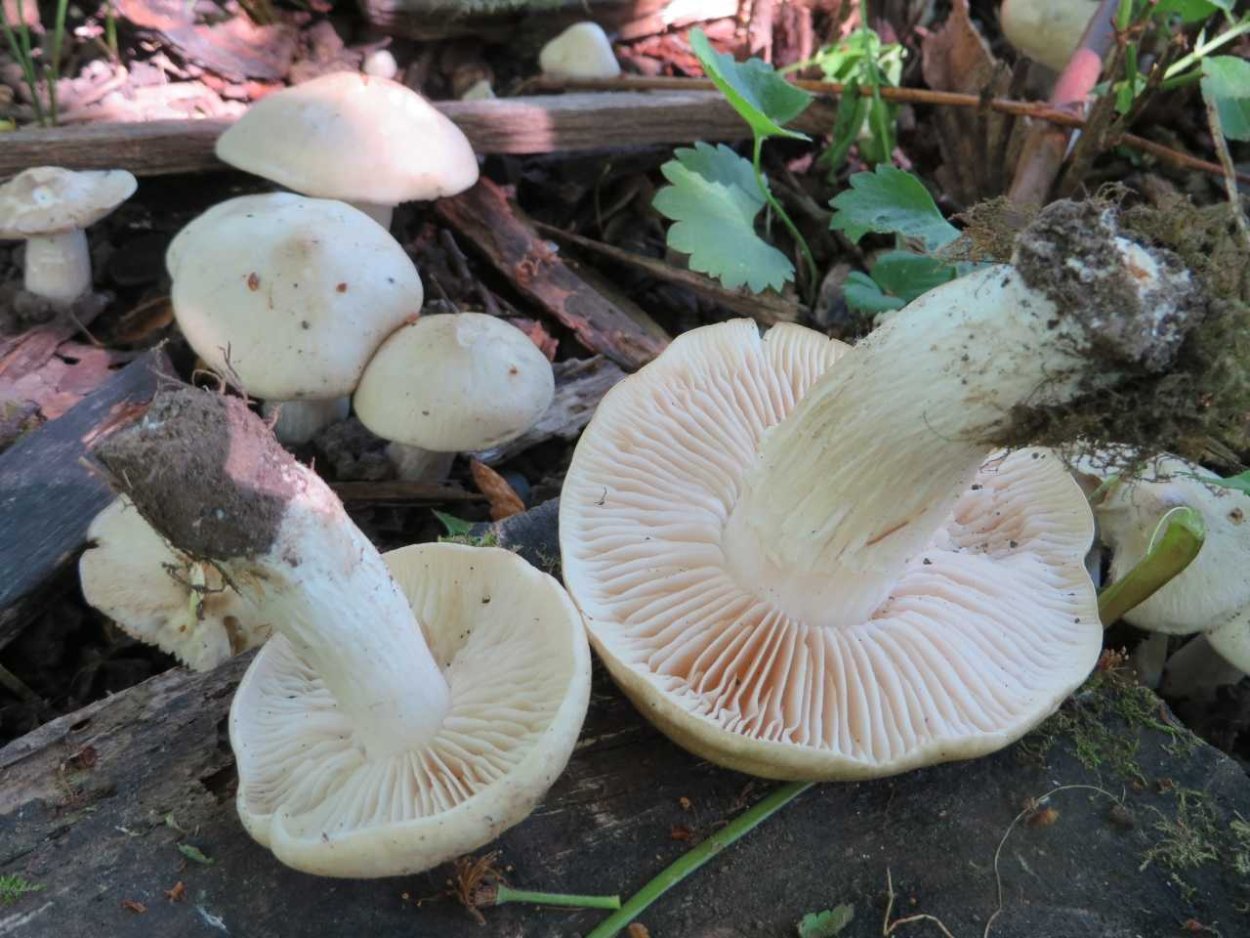 Энтолома Садовая съедобная