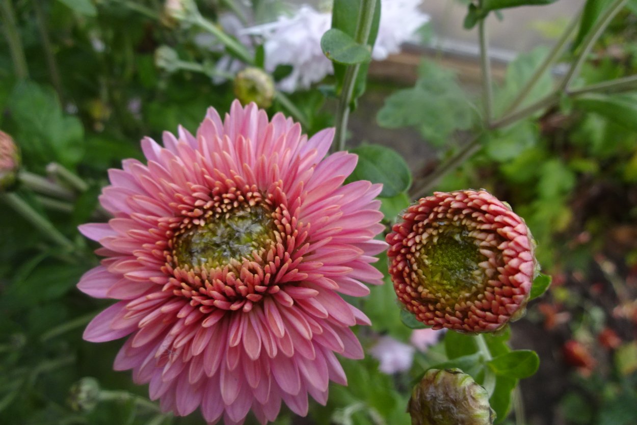 Хризантема корейская нежна Росса