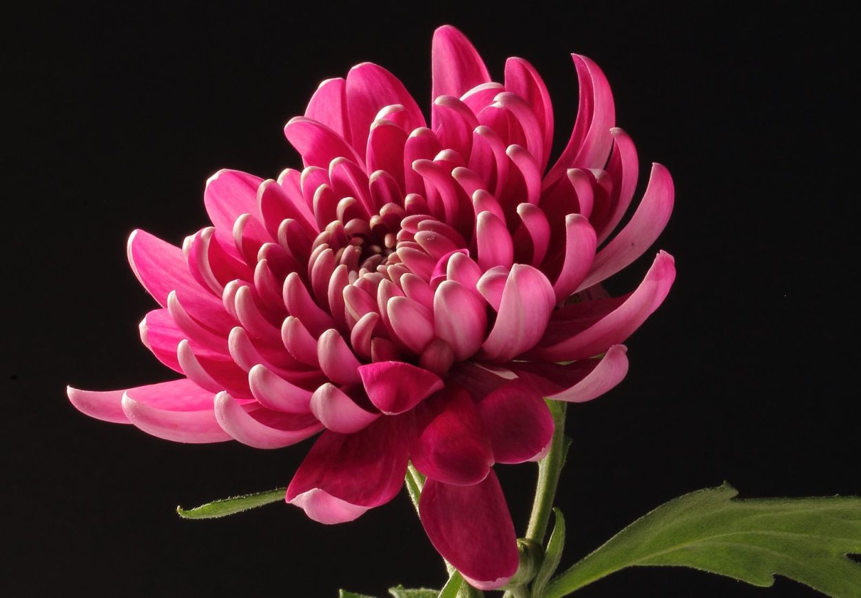 Хризантема корейская каприз