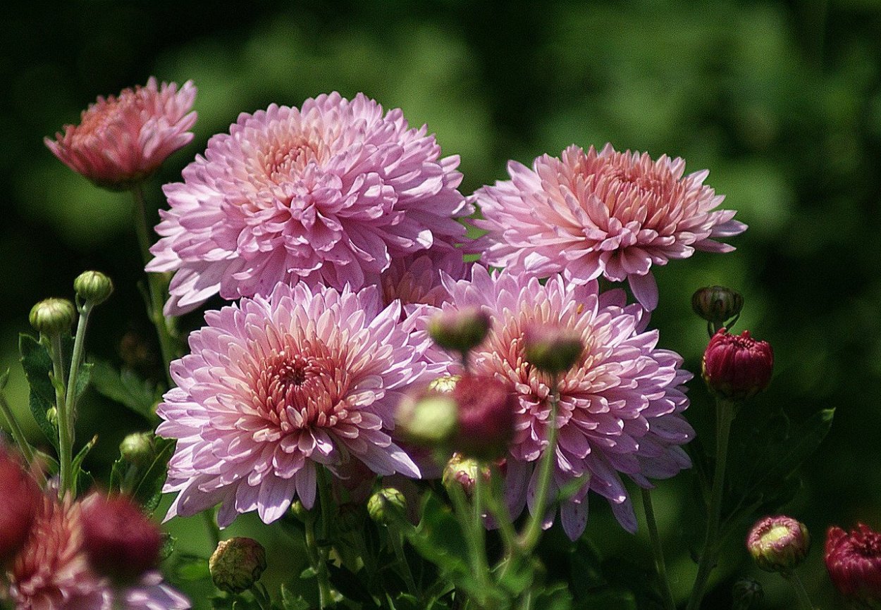 Хризантема ирисавайолет