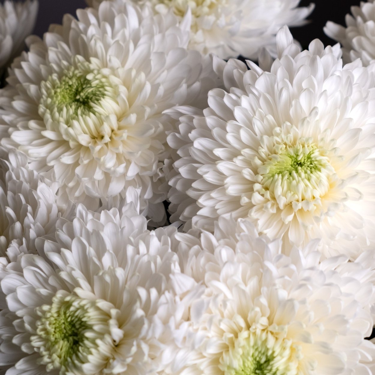 Хризантема кустовая Рома