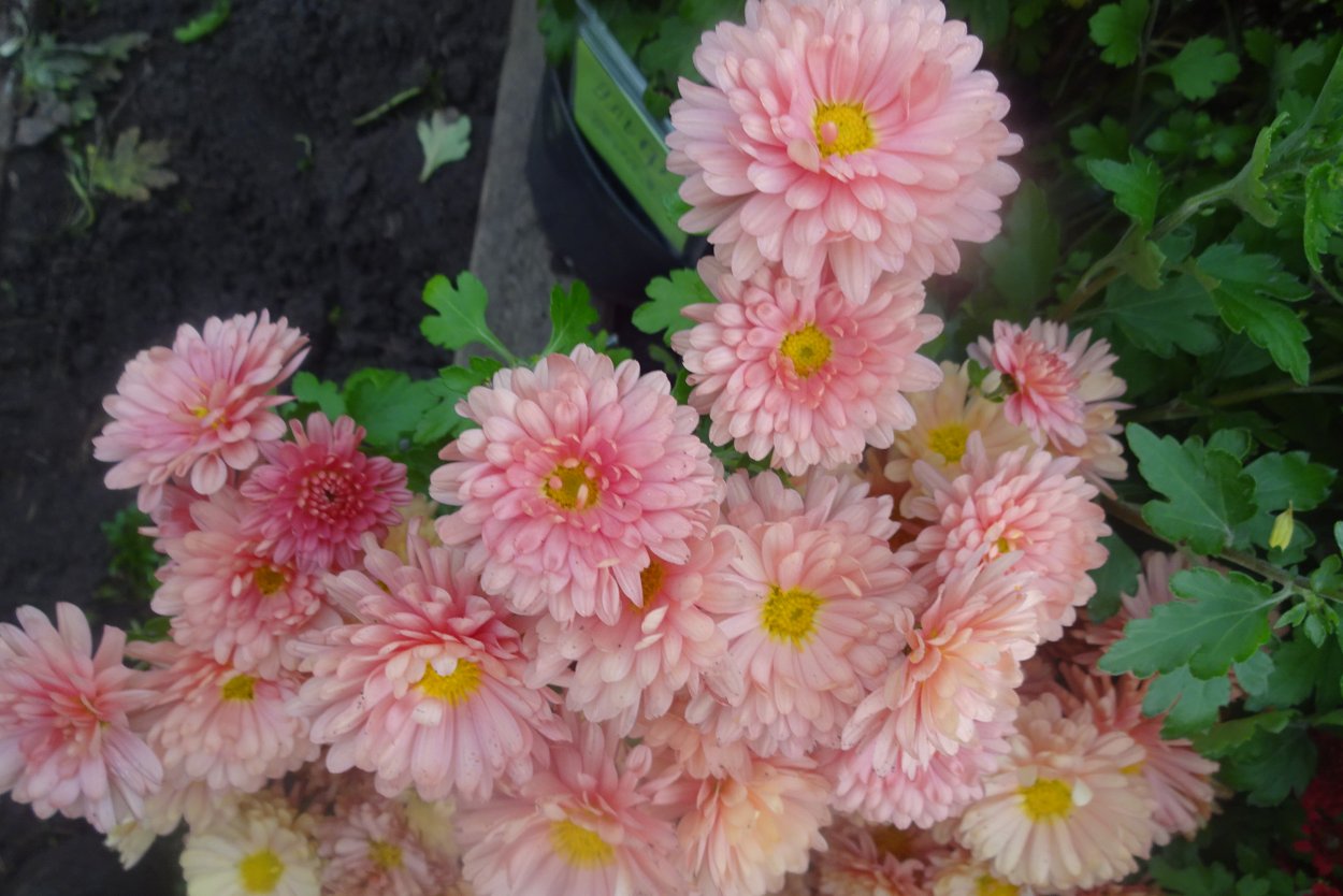 Винтажная Хризантема арт. Pe644