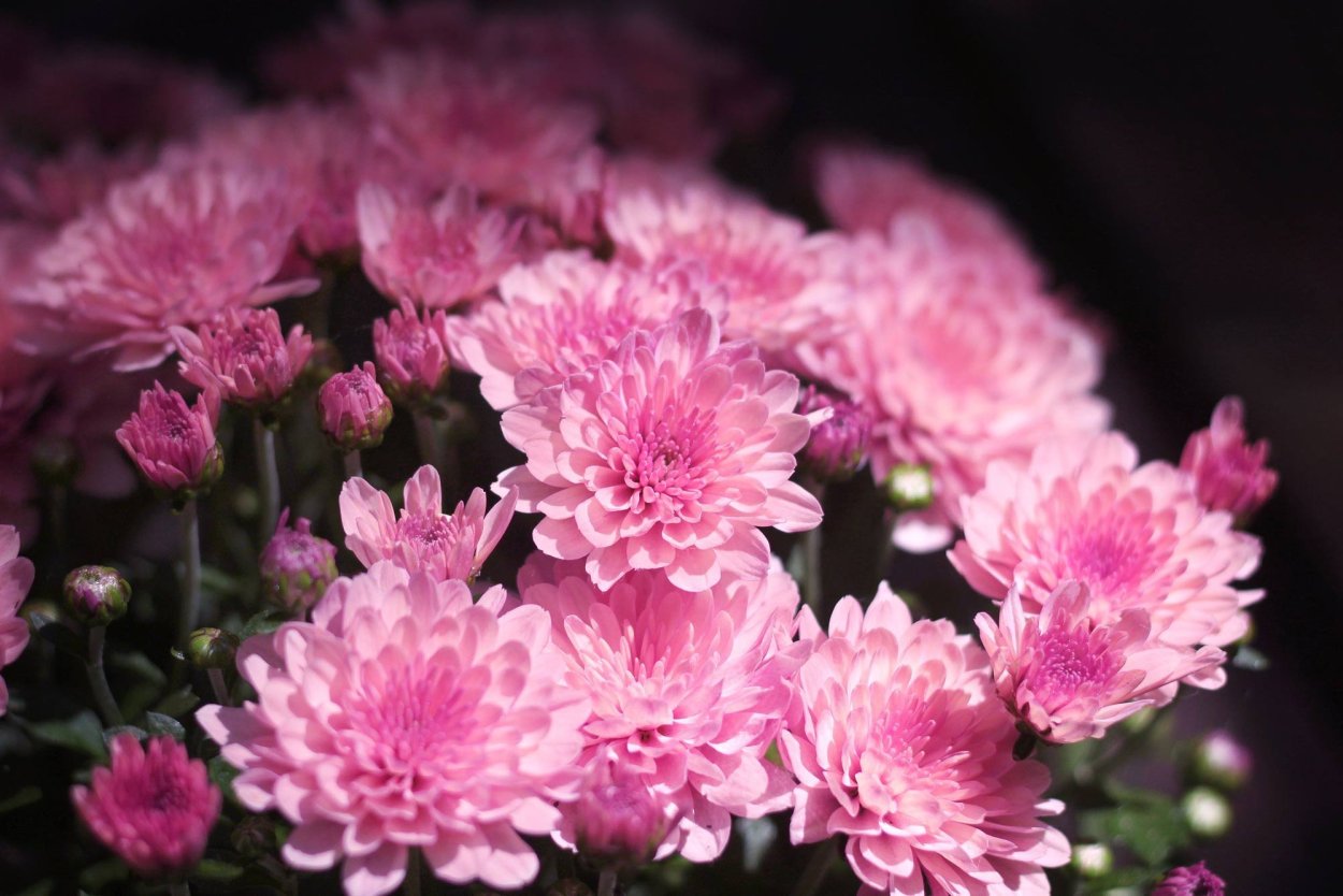 Строение цветка хризантемы