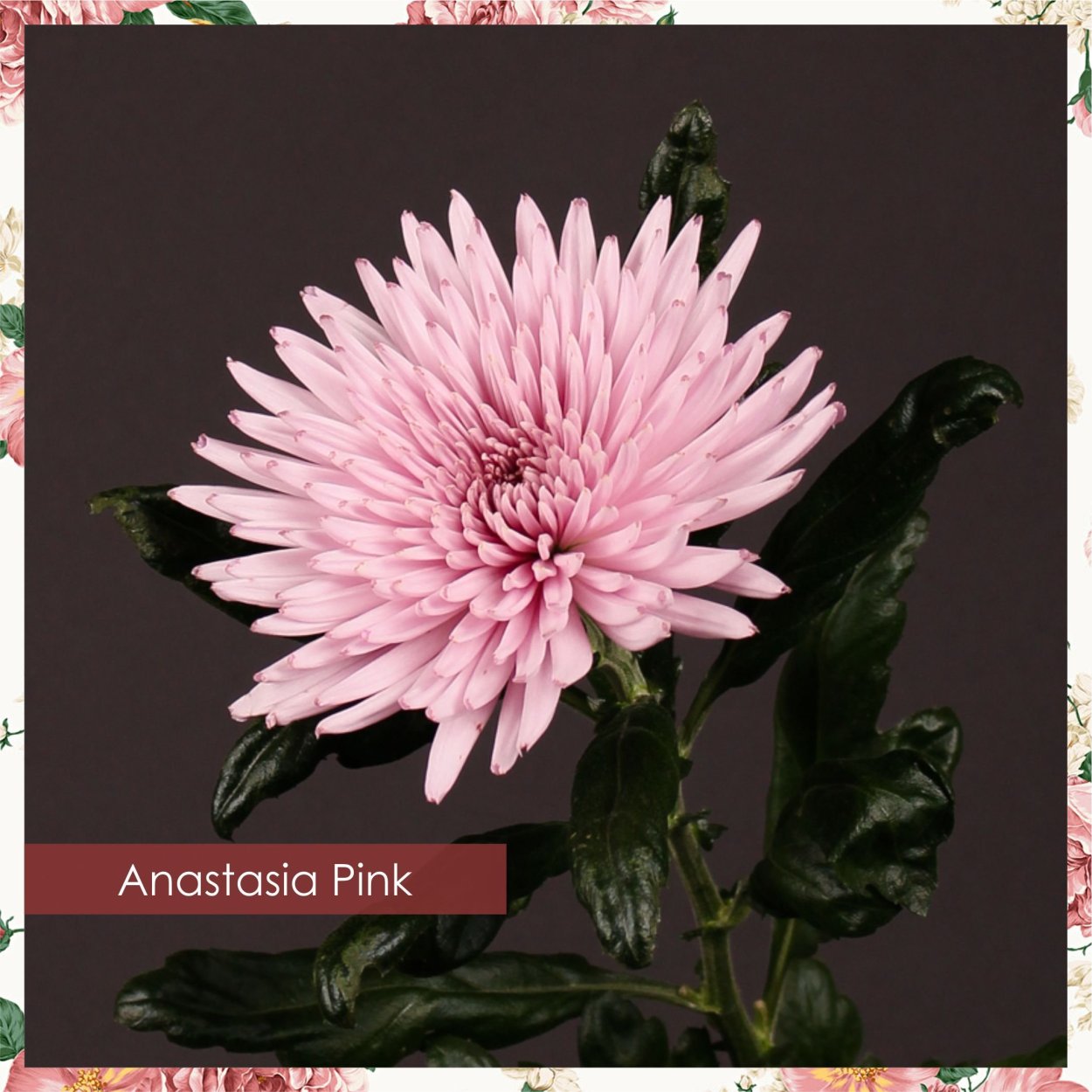 Артэкс хризантемы