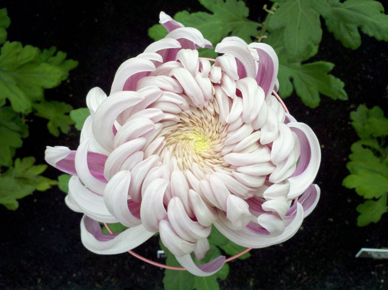 Хризантема Густав одноголовая