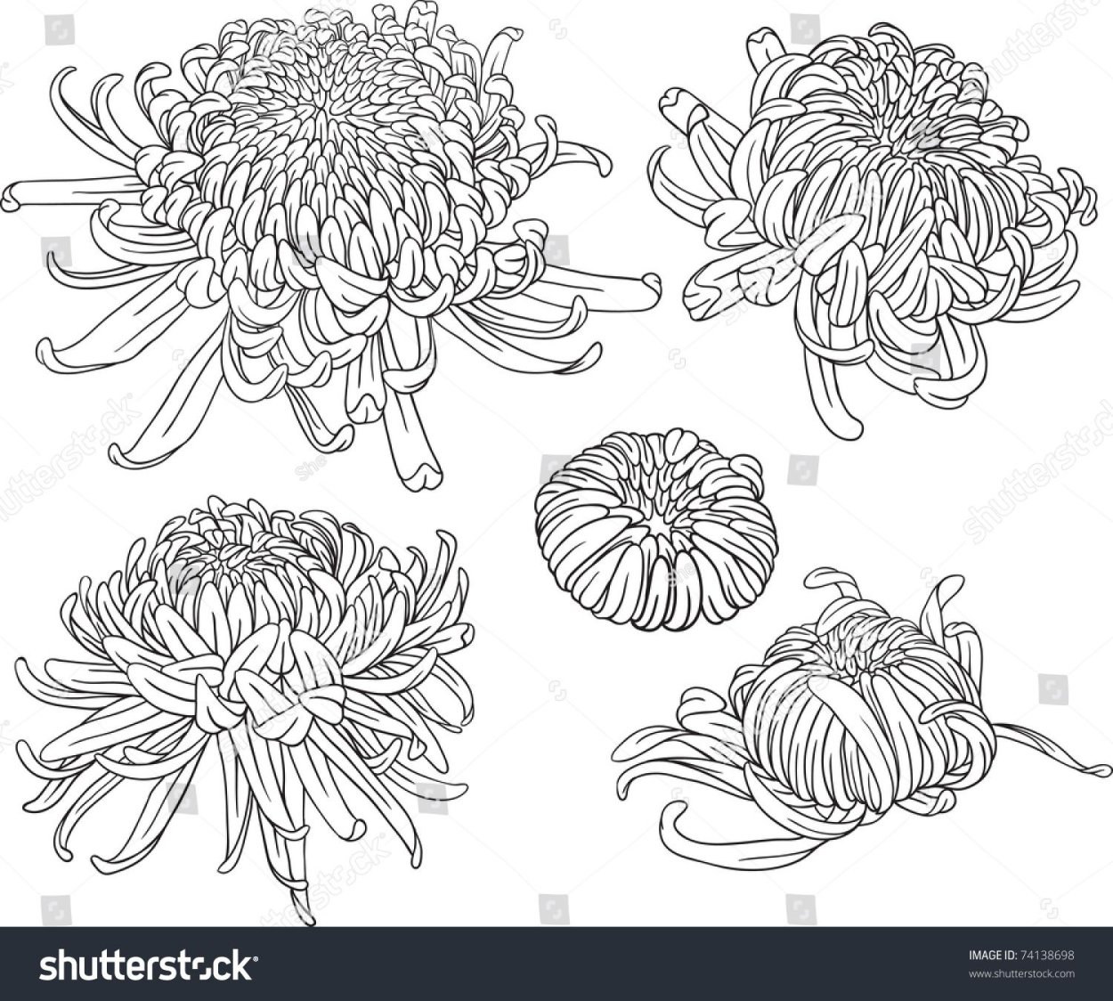 Хризантема мультифлора Бранхилл ред