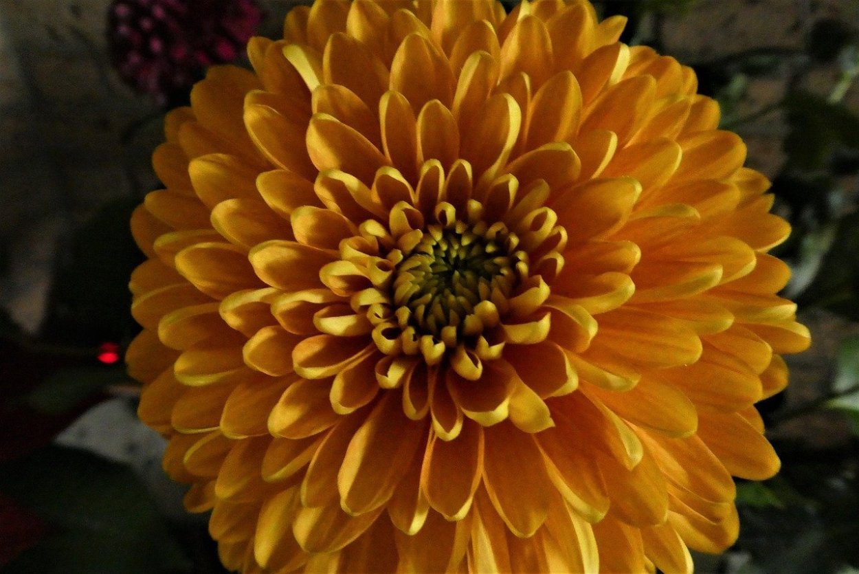 Хризантема Зембла