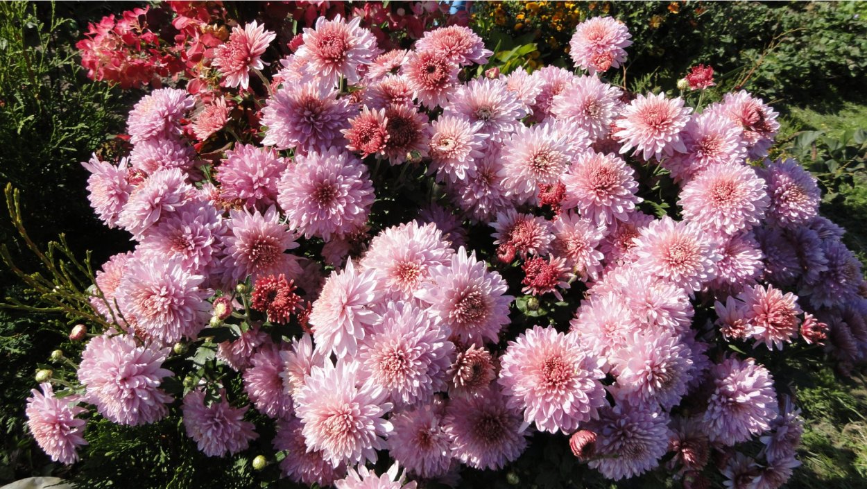 Хризантема «Алекс Бедсер».