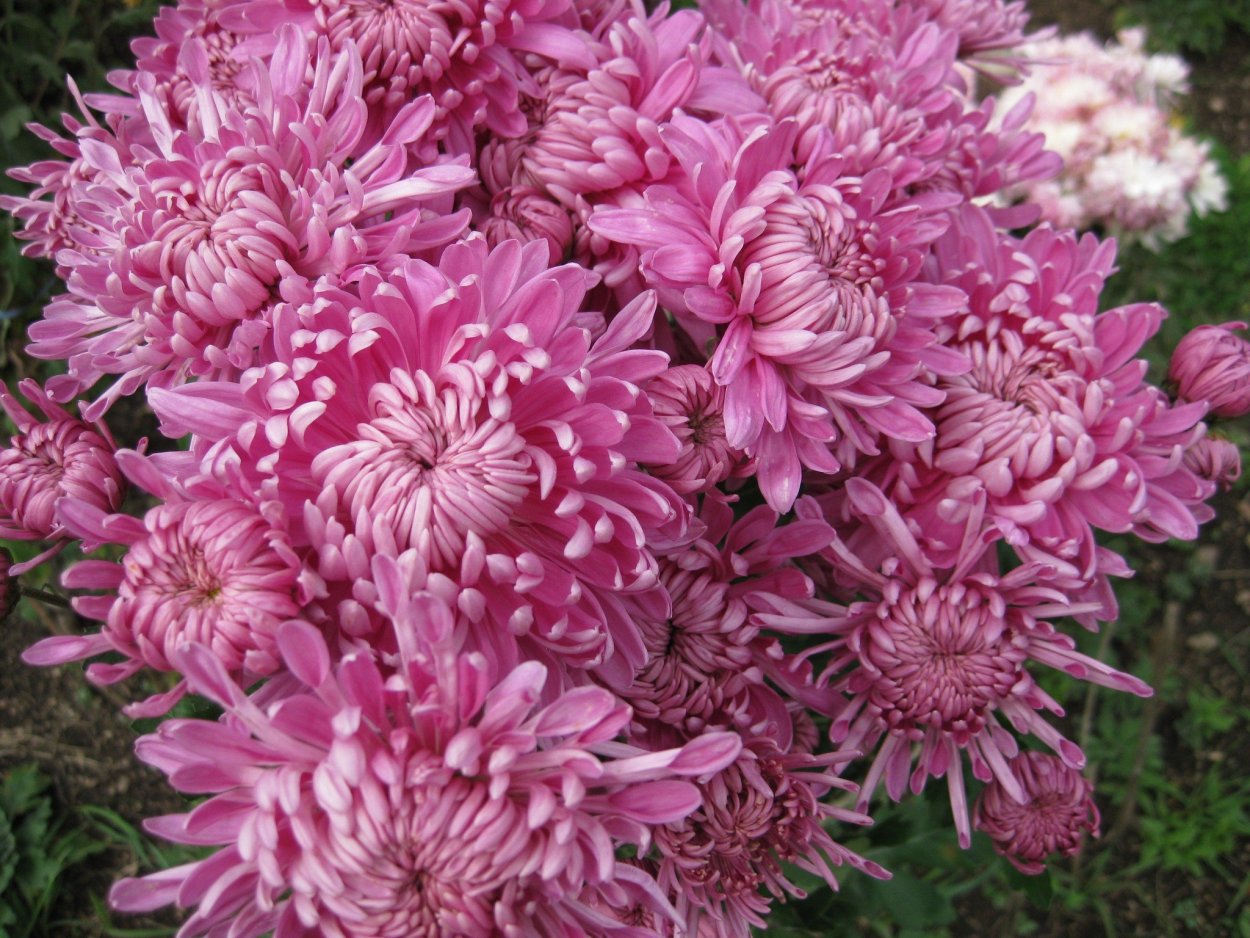 Хризантема Сонечка