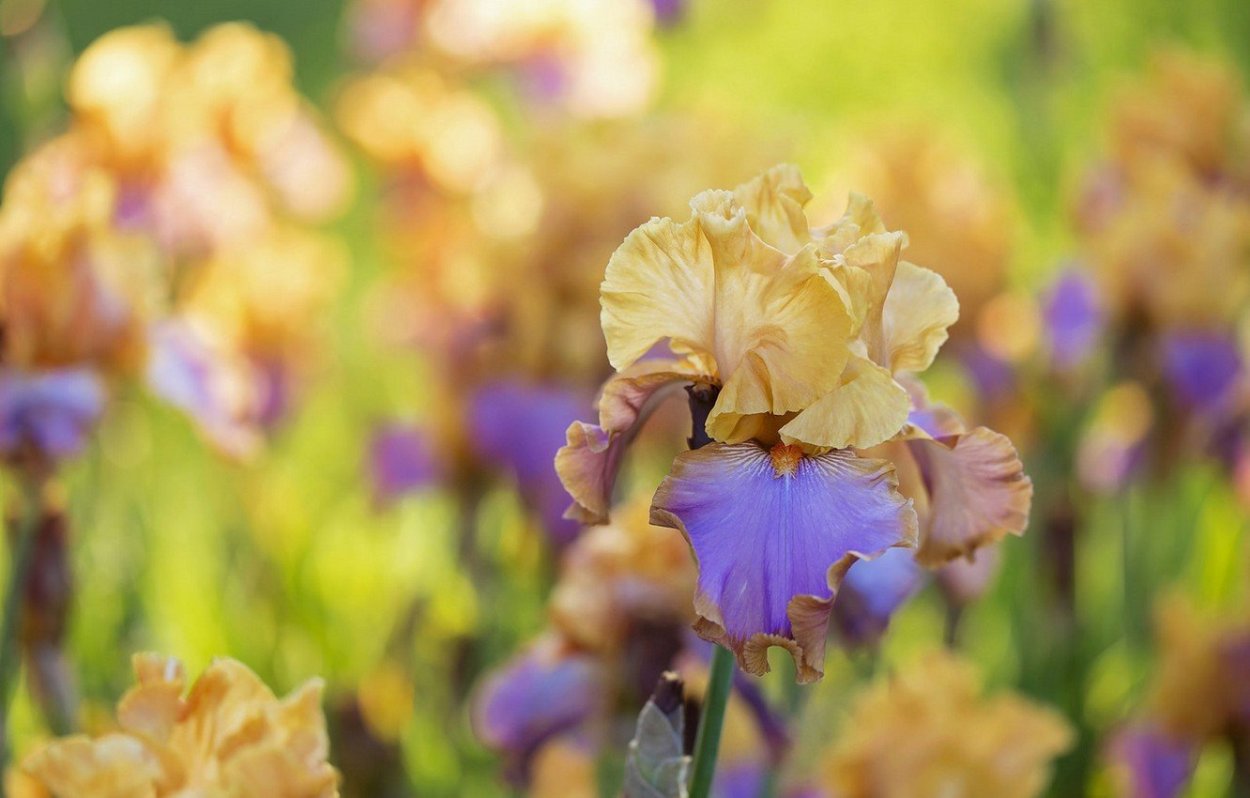 Желтый Ирис макро