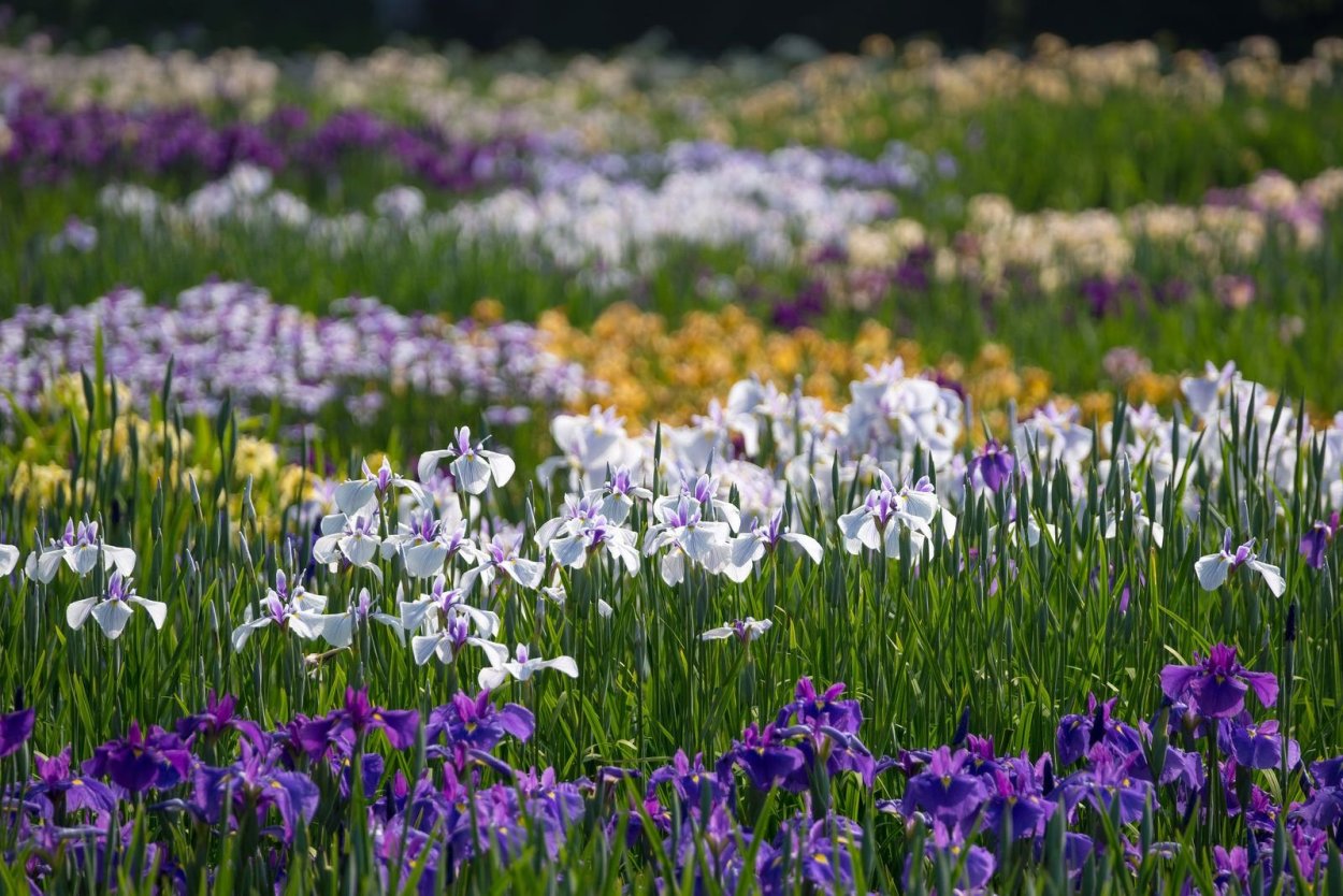 Цветут Сибирские цветы ирисы