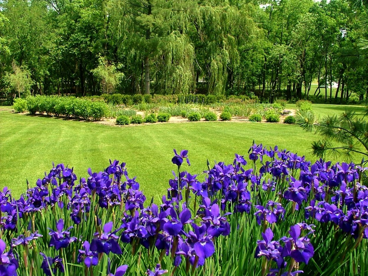 Ирис Сибирский в ландшафте