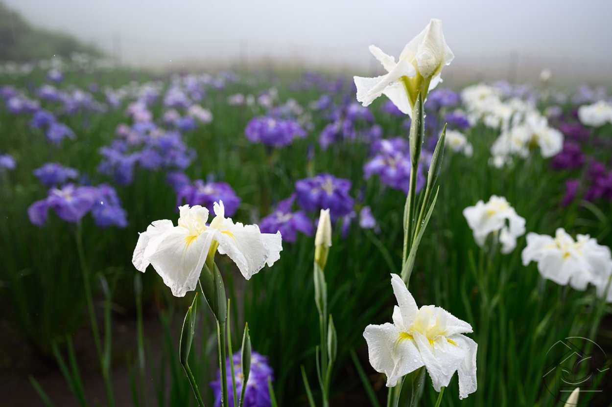Полянка ирисов
