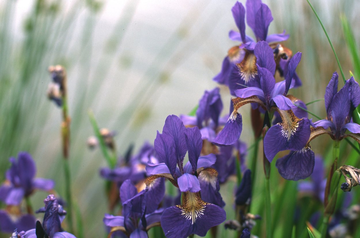 Ирис германский Робусто