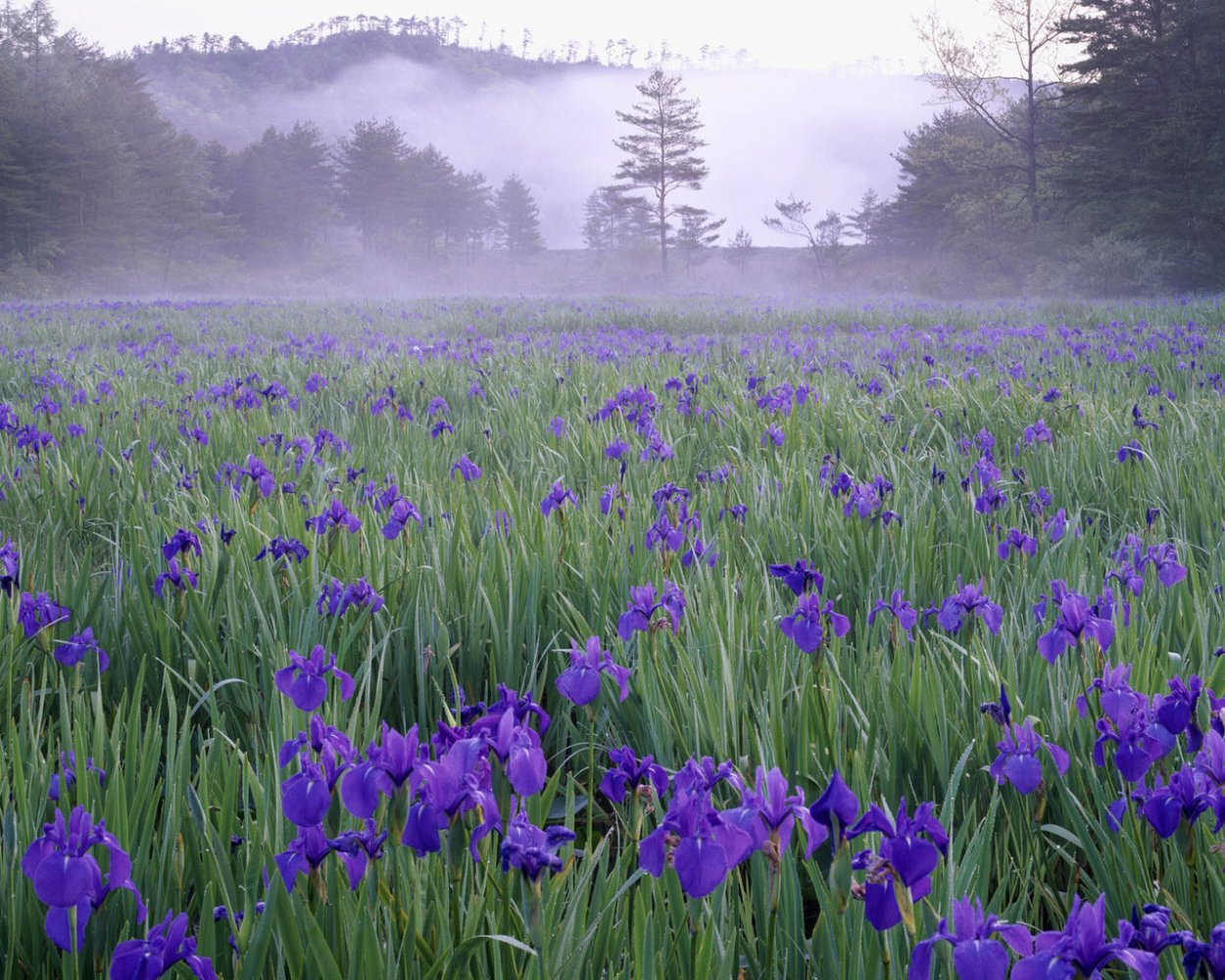 Поле ирисов цветок