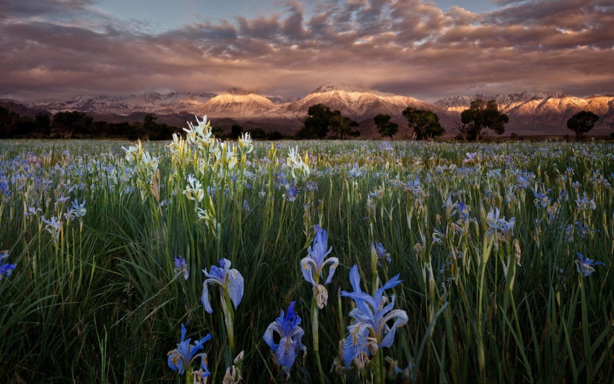 Поле ирисов
