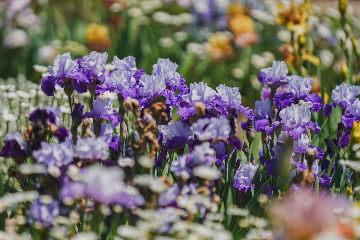 Иридарий садик ирисов