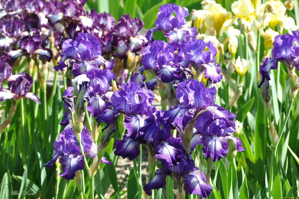 Долина ирисов