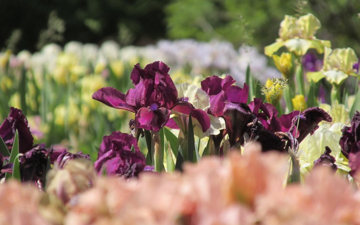 Ирис дикорастущий